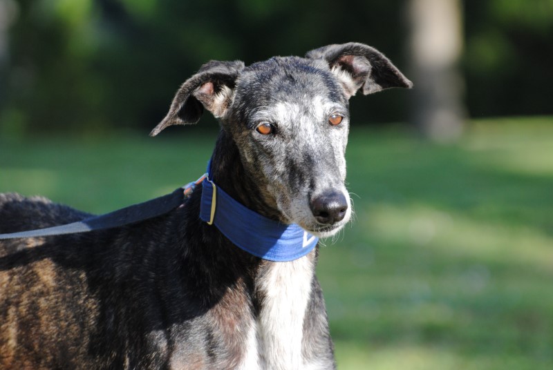 Cena (F) Adoptée