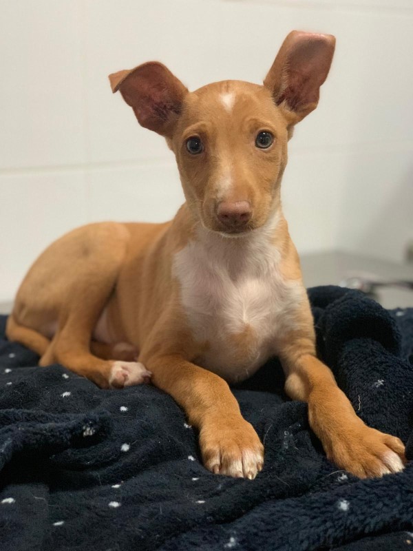 Doby (BB) (podenco) (M) Adopté
