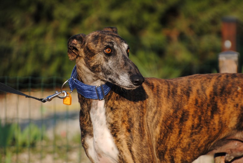 Gunnar (M) Adopté