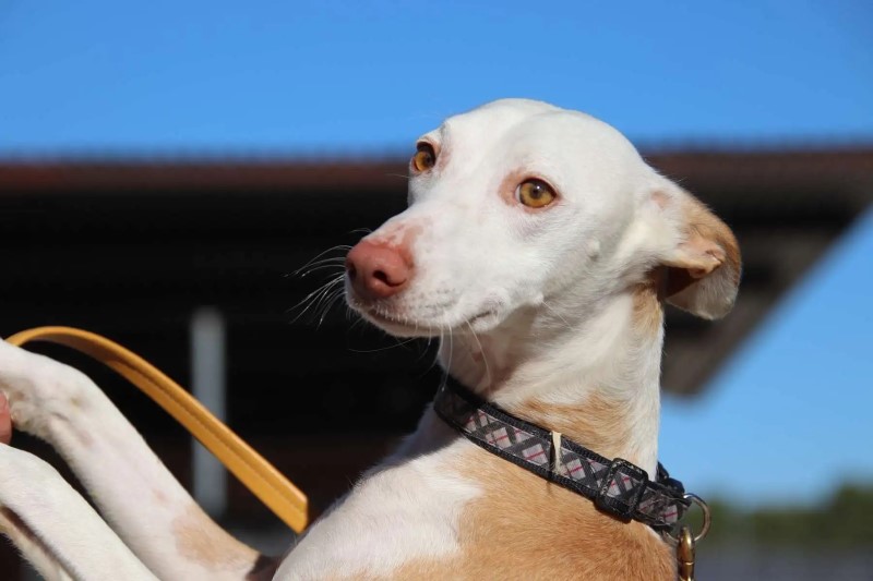 Luc (podenco) (M) Adopté
