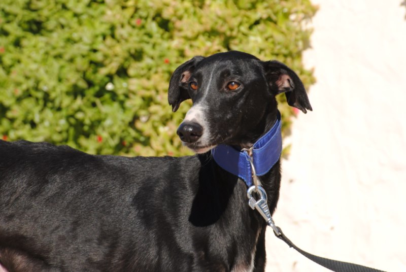 Paxton Adopté