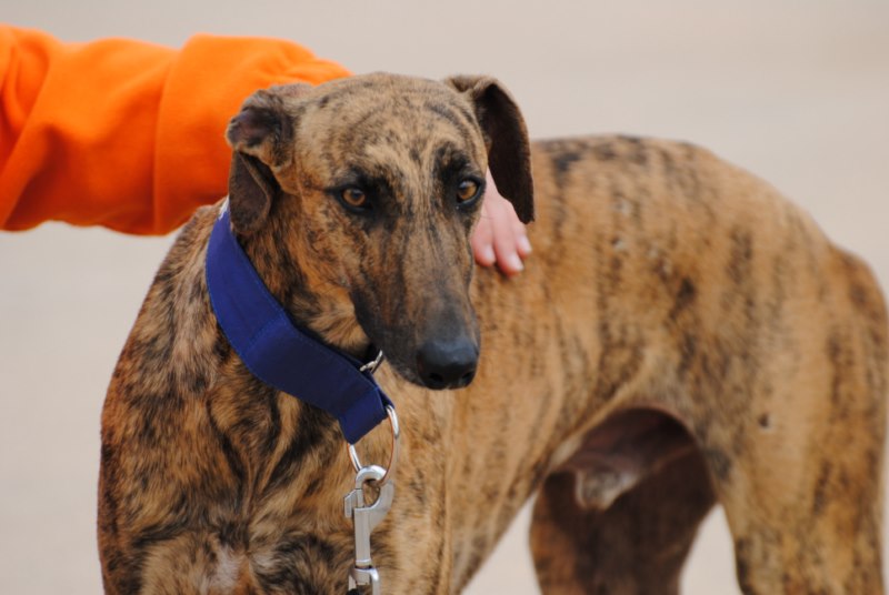 Ribot (M) Adopté