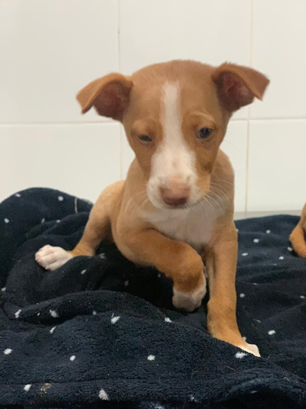 Rony (BB) (podenco) (M)Adopté