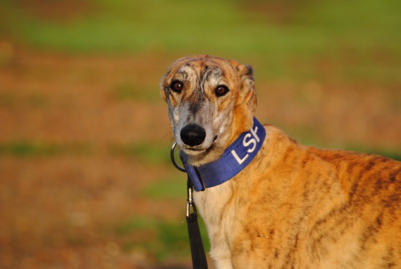 Saso (M) Adopté