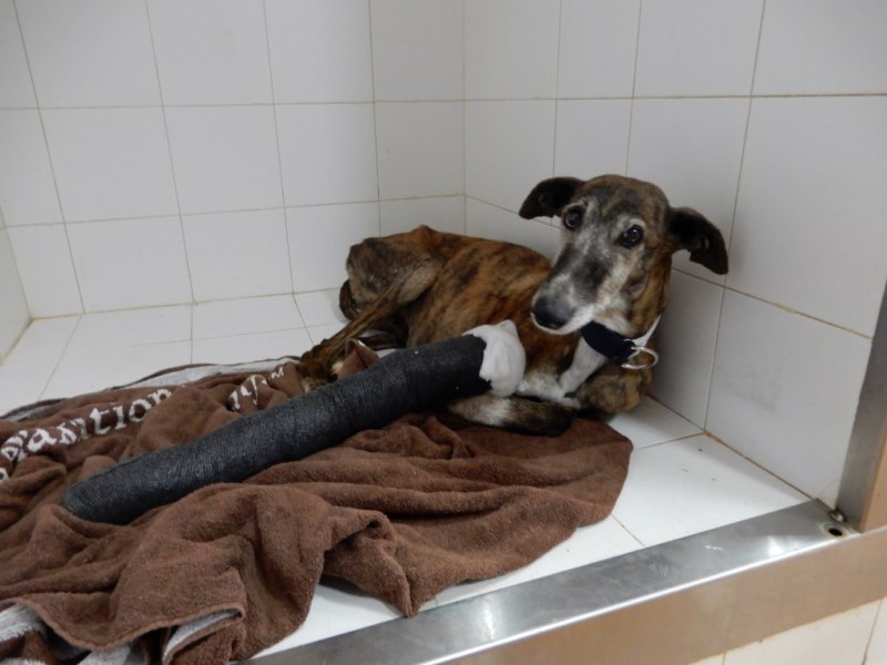 Bandolera (F) Adoptée