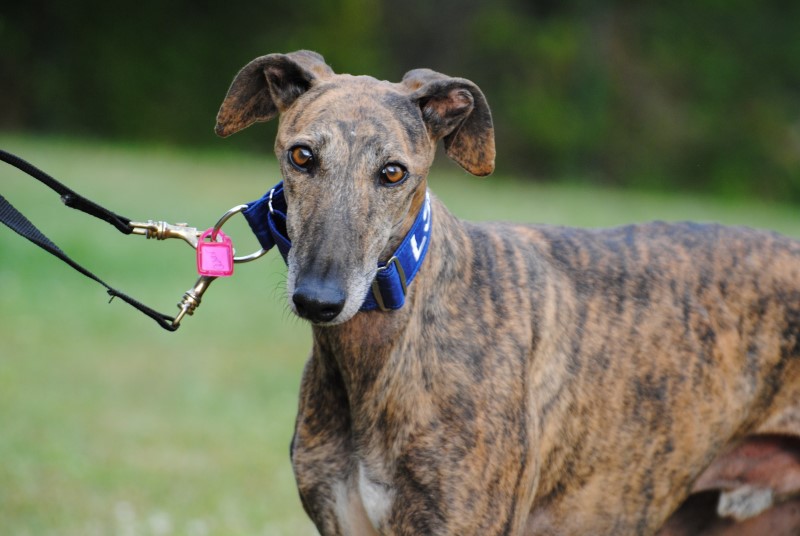 César (M) Adopté
