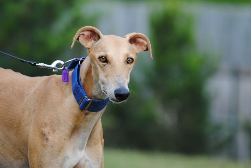 Chino (M) Adopté