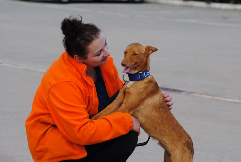 Dido (podenco) Adopté