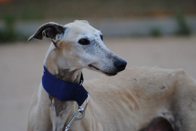Giovanni (M) senior Adopté