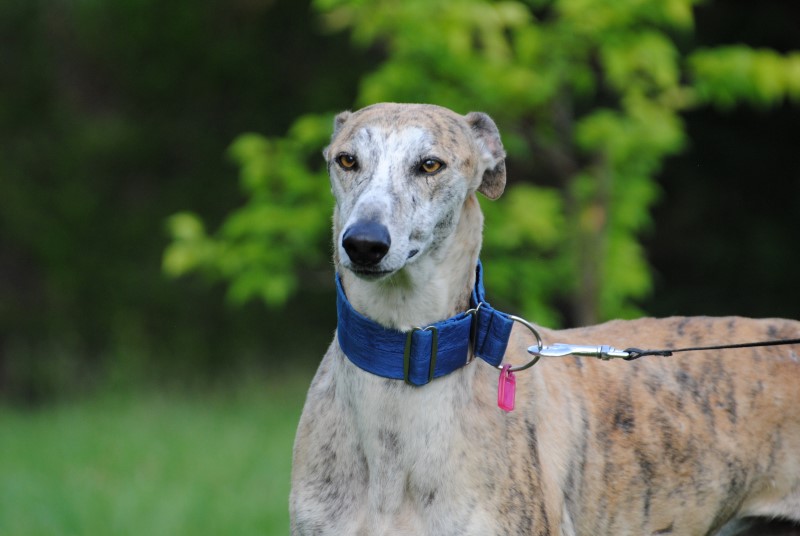 Hamlet (M) Adopté