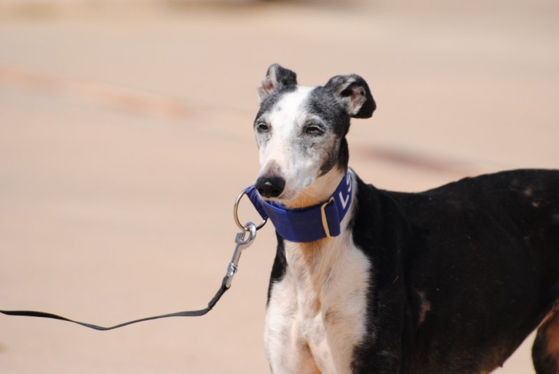 Maruja (F) senior Adoptée