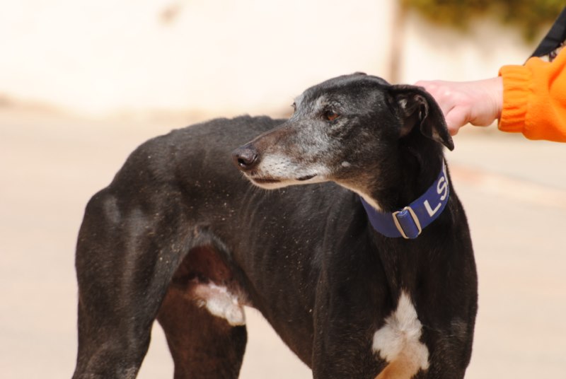 Nestor (M) Adopté