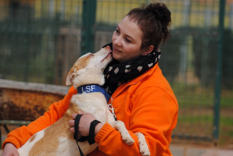 Pantion (podenco) (M) Adopté