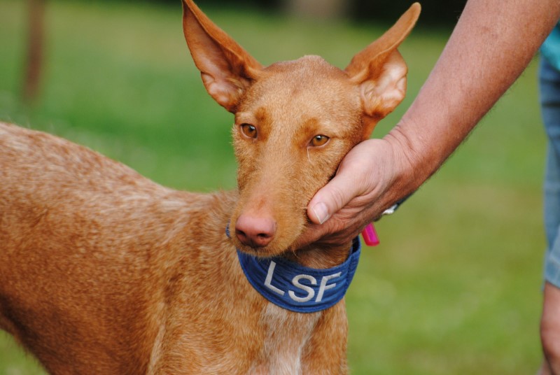 Principito (podenco) (M) Adopté