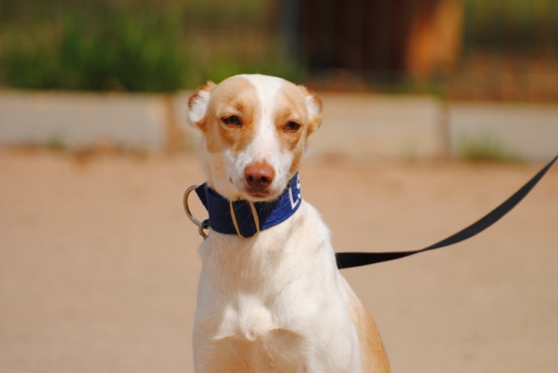 Raina (podenca) (F) Adoptée