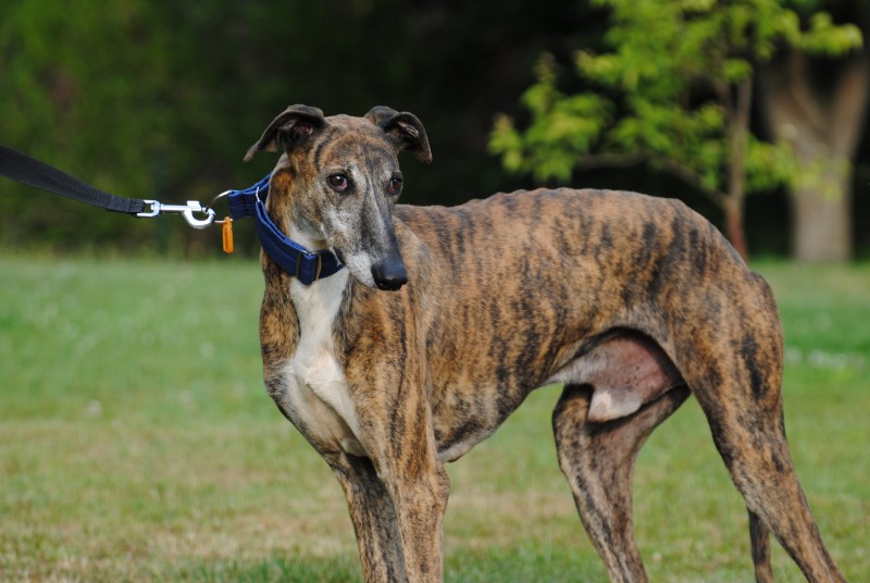 Rocky (M) Adopté