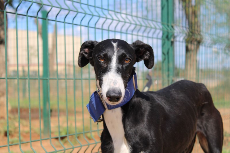 Theresa (F) Adoptée
