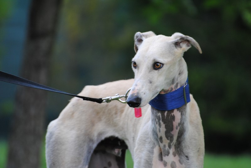 Aspen (M) Adopté
