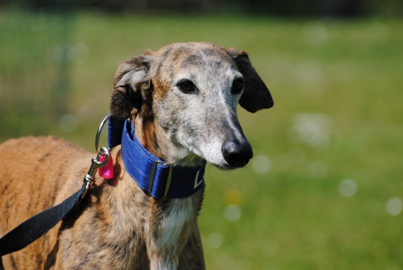 Carl (M) Adopté