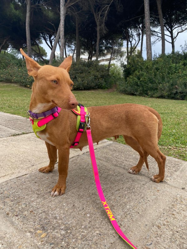 Chispa (F) Podenca Adoptée