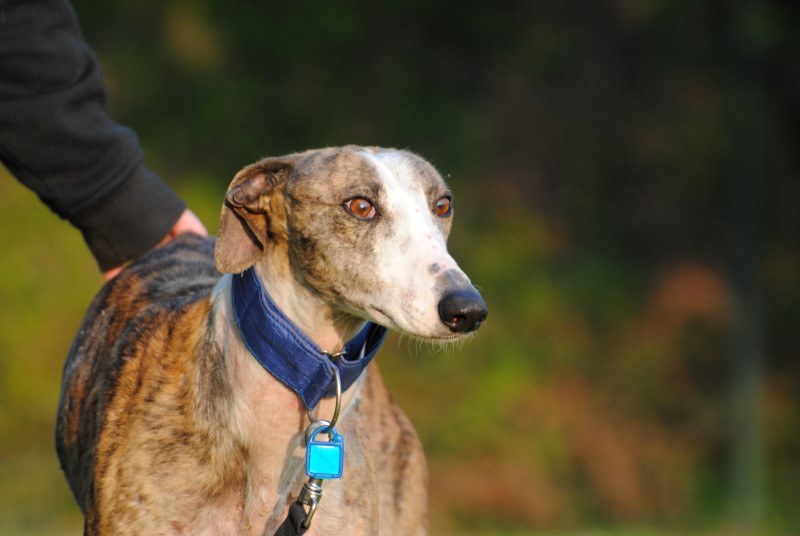 Genil (M) Adopté