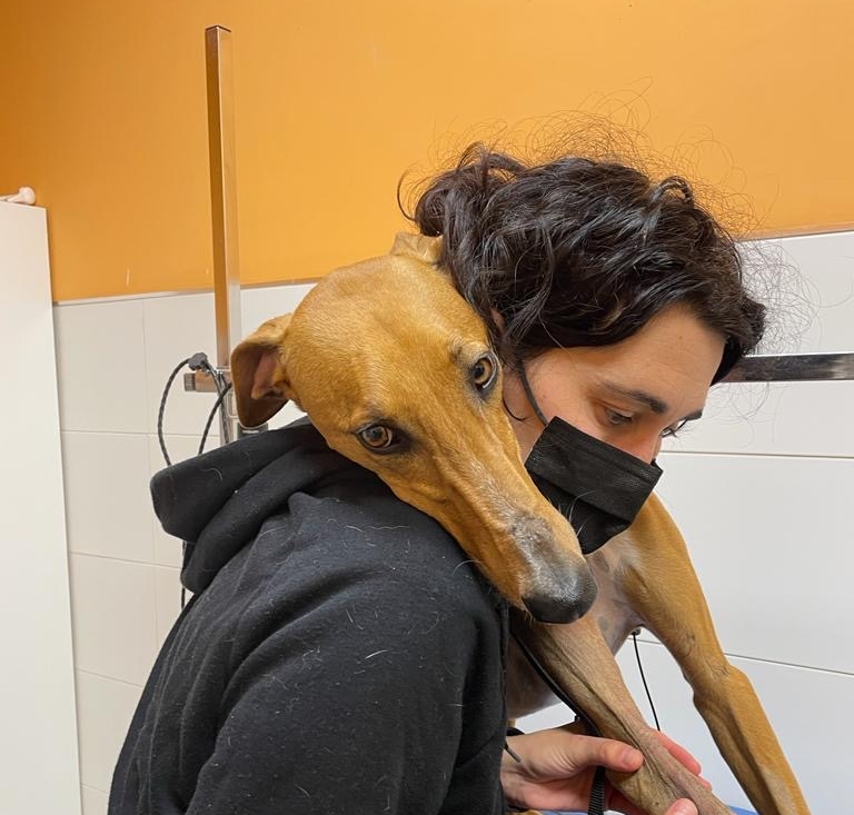 Matteo (M) Adopté