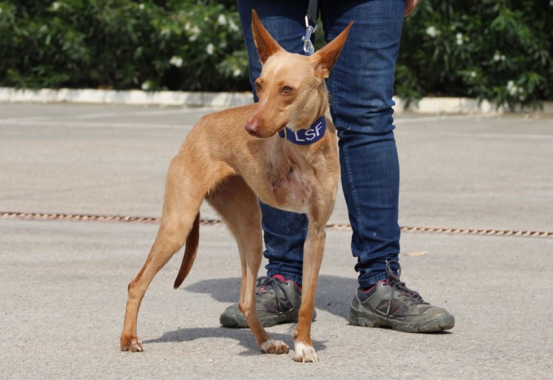 Rodolfa (F) Adoptée