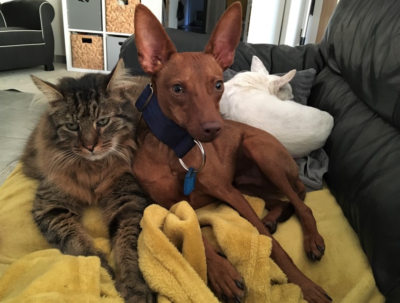 Scribouille (BB) (podenco) (M) Adopté