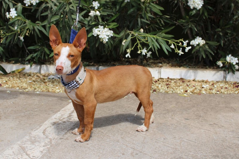 Cerise (F) Podenca maneto Adoptée
