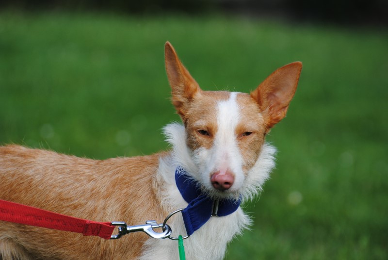 Dazy (podenca) (F) Adoptée