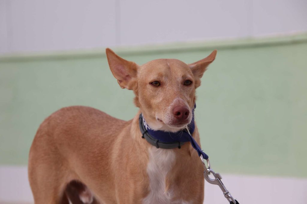 PEPE ( M) Adopté