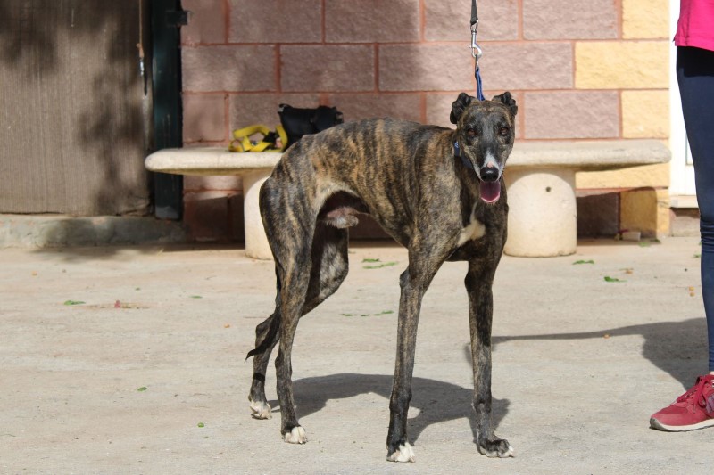 Olson (M) Adopté