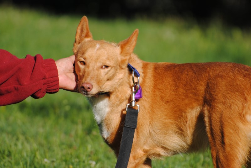 Timon (Pod) (M) Adopté