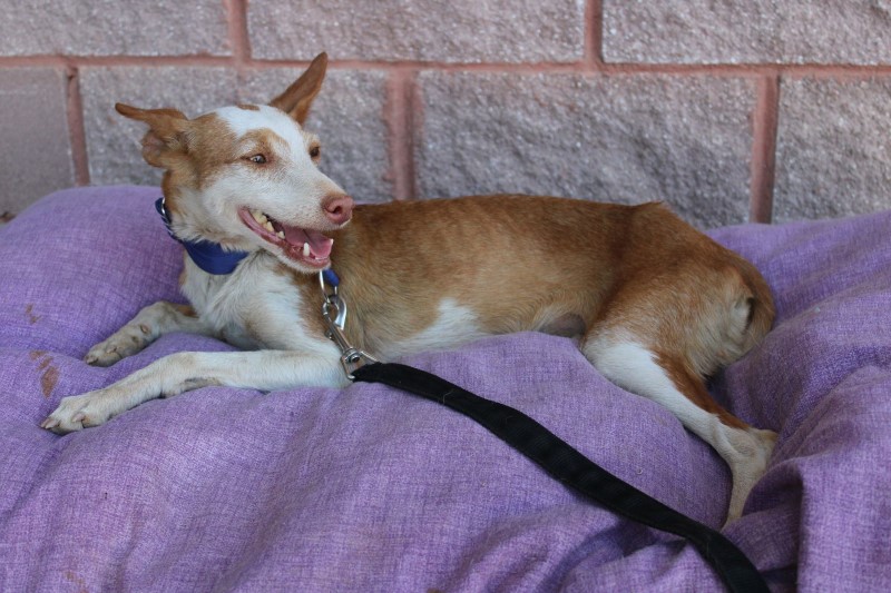 Dulce / Senior Adoptée