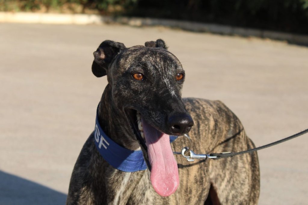 PIERO (M) Adopté
