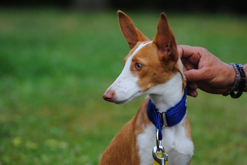 Rosalie Podenco (F) Adoptée