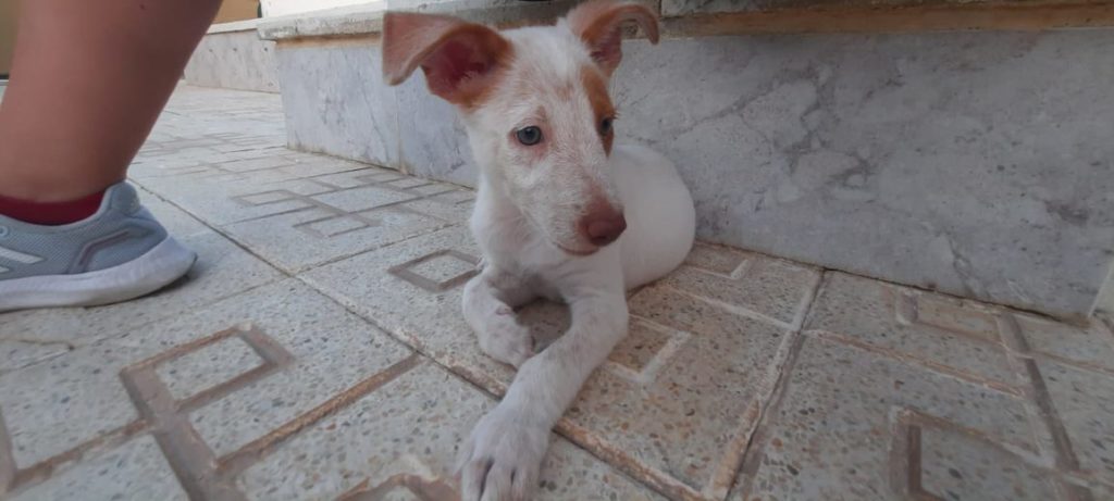 Tonino  Adopté