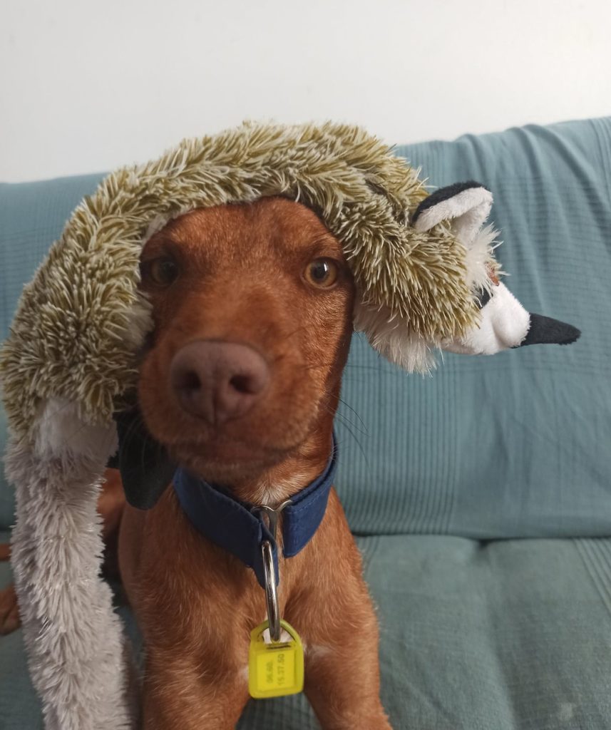Simon (podenco) (M) Adopté