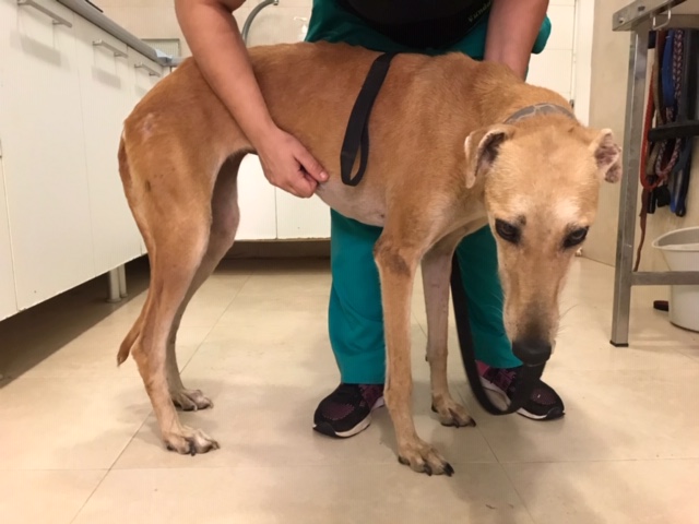 Keysa (F) Adoptée