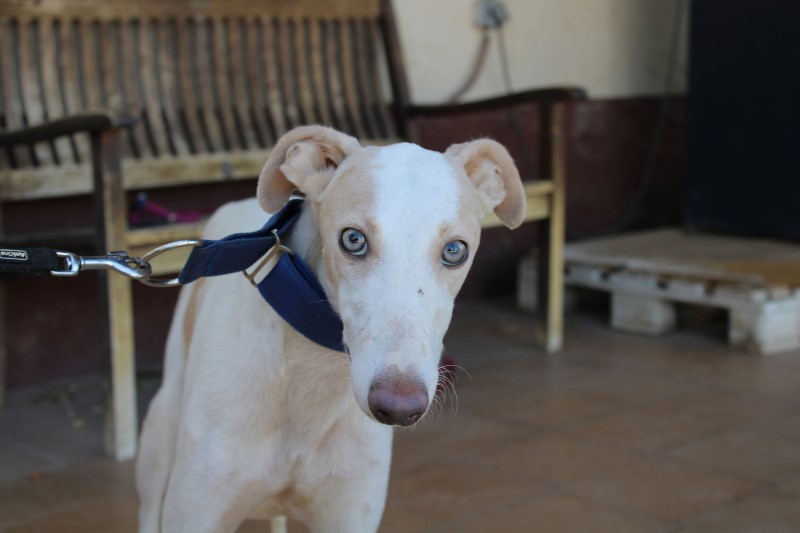 Sira Chiot (F) / Adoptée