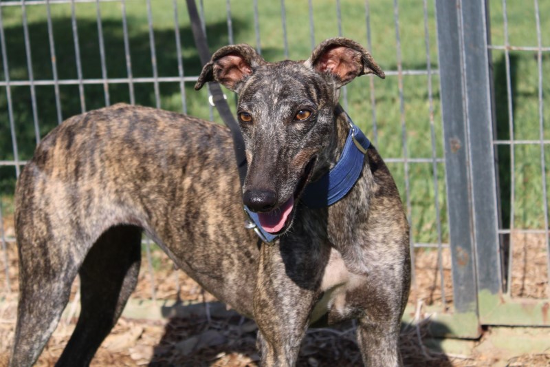 Tana (F) Adoptée