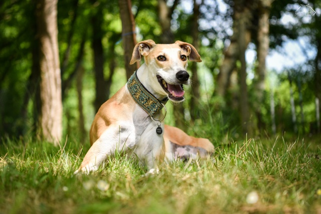 Valentin (M) Adopté