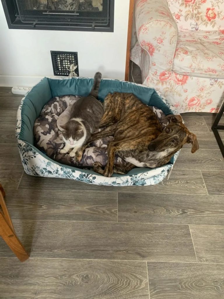 Cloé (F) Adoptée