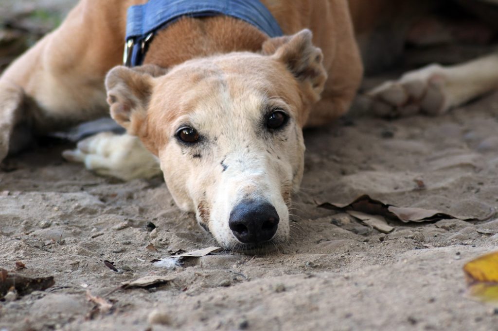 Colorado (M) Ecija Adopté