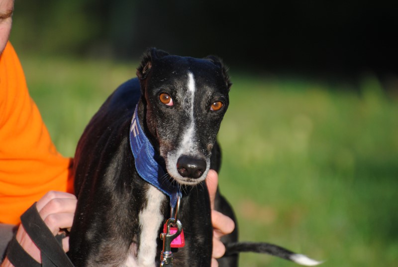Estrella (F) / Adoptée