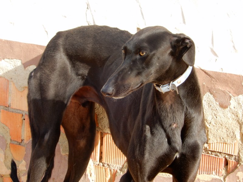 Fede (M) Adopté