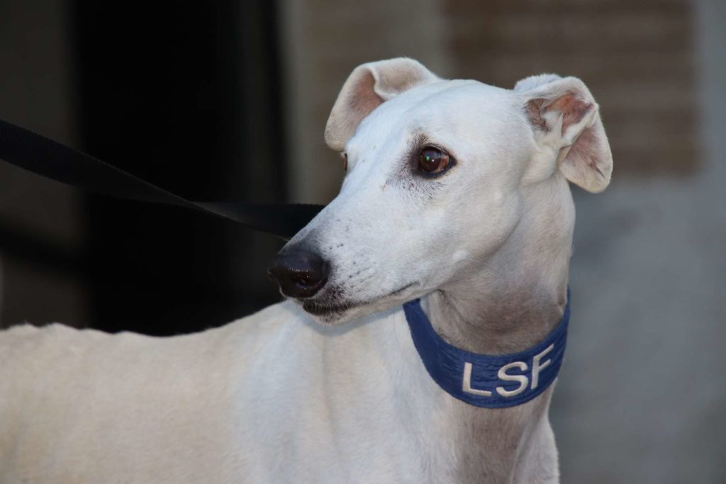 Jager (M) / Ecija Adopté