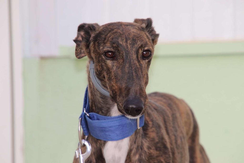 Escandalo (M) Abyda Adopté