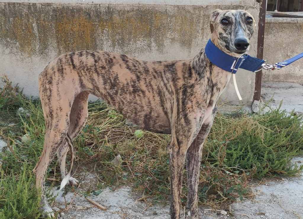 Samba (F) / Adoptée