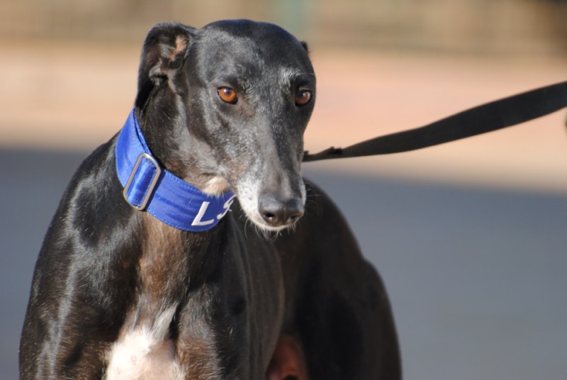 Adrian (M) FBM Adopté